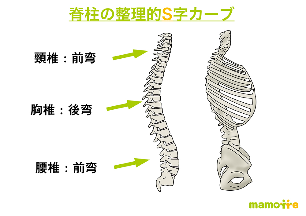 脊椎の弯曲